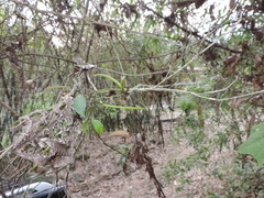 Thrixspermum formosanum