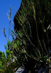 Pentameris obtusifolia