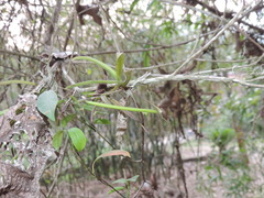 Thrixspermum formosanum