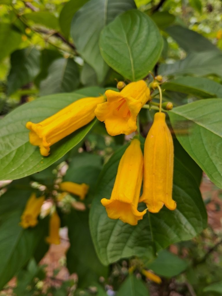 Hamelia xorullensis