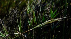 Pentameris obtusifolia