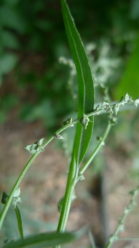 Image of Atriplex oblongifolia by (c) aga_l_, some rights reserved (CC BY)