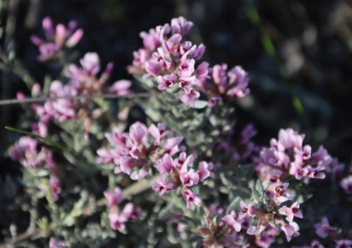 Image of Amphithalea ericifolia by (c) Tony Rebelo, some rights reserved (CC BY-SA)