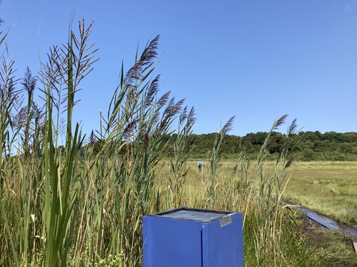 Image of Big Cordgrass (Sporobolus cynosuroides) by (c) Jake McCumber, some rights reserved (CC BY)
