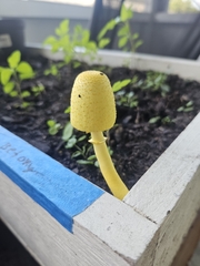 Leucocoprinus birnbaumii image