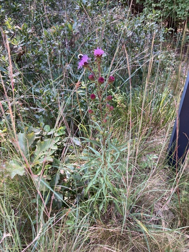 Image of Liatris novae by (c) Jake McCumber, some rights reserved (CC BY)