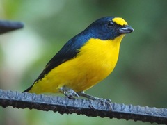 Yellow-Throated Euphonia photo 3