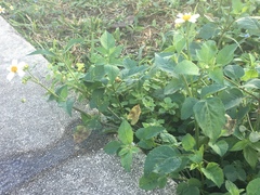 Bidens alba