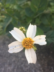 Bidens alba