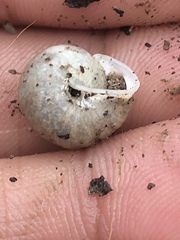 Praticolella mexicana