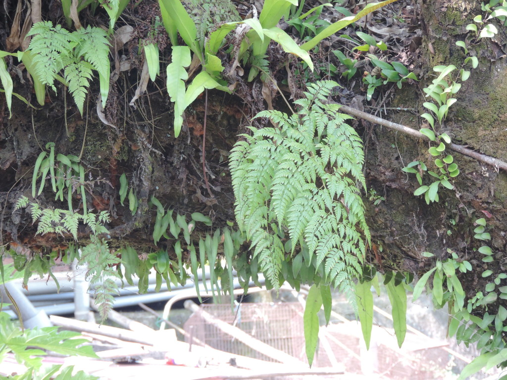 Davallia formosana