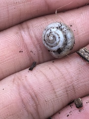 Praticolella mexicana