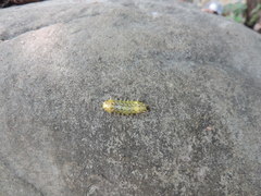 Scopelodes contracta