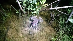 Lithobates sphenocephalus