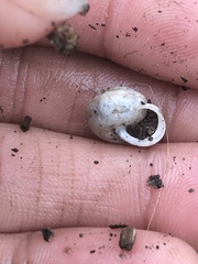 Praticolella mexicana