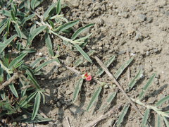 Indigofera linifolia