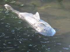 Hypostomus