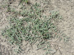 Indigofera linifolia