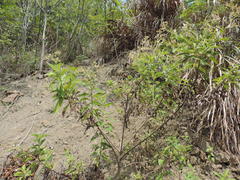 Blumea balsamifera