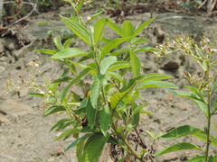 Blumea balsamifera