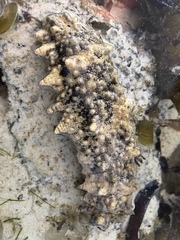 Stichopus