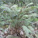 Pteris longipes - Photo (c) Penny Wang, algunos derechos reservados (CC BY-NC), uploaded by Penny Wang