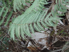 Pteris longipes