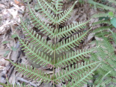 Pteris longipes