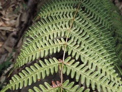 Pteris longipes