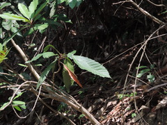 Eriobotrya deflexa