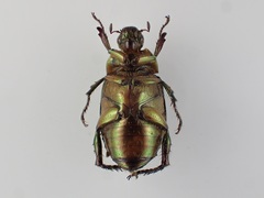 Anomala semicincta