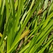 Carex secalina - Photo (c) Věra Kafková, vissa rättigheter förbehållna (CC BY-NC), uppladdad av Věra Kafková