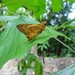 Plain Palm Dart - Photo (c) Steven Chong, some rights reserved (CC BY-NC), uploaded by Steven Chong