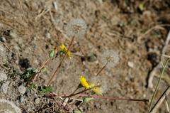 Taraxacum hybernum