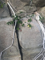 Stigmaphyllon diversifolium