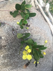 Stigmaphyllon diversifolium