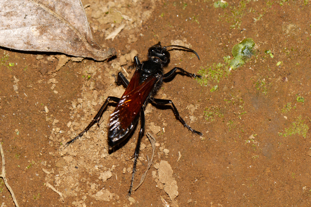 Sphex caliginosus