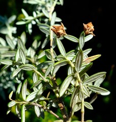 Erica petiolaris