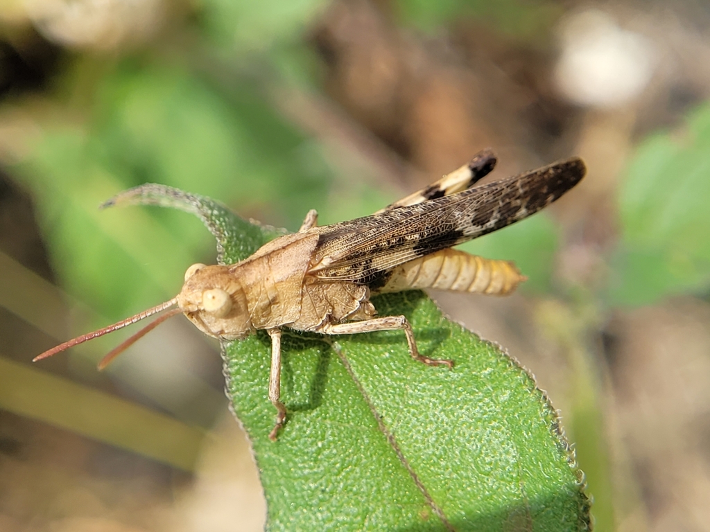 Green Striped Grasshopper From Grandview Tx 76050 Usa On September 2 2023 At 01 53 Pm By A