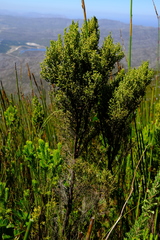 Erica urceolata