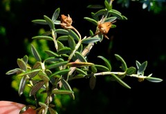 Erica petiolaris