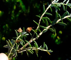Erica petiolaris