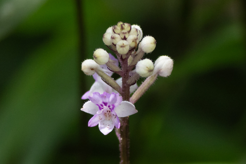 Cynorkis ridleyi