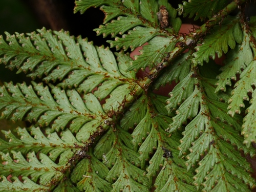 Image of Davallia repens by (c) Jacy Chen, some rights reserved (CC BY)