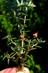 Erica petiolaris