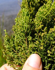 Erica urceolata
