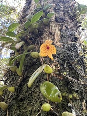 Bulbophyllum analamazoatrae image