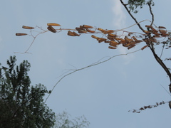 Neoalsomitra clavigera