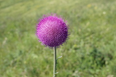 Carduus nutans leiophyllus