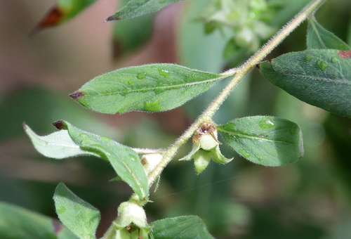 Image of Ludwigia pilosa by (c) Kim, some rights reserved (CC BY)